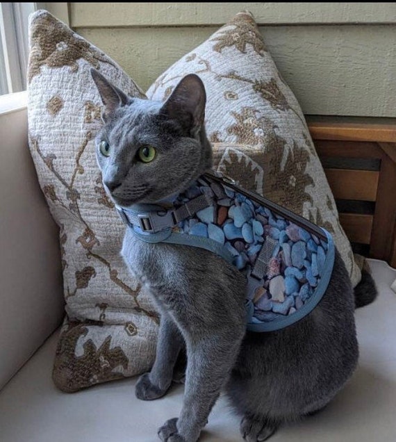 custom harness for cats｜TikTok Search