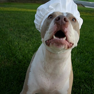 Chef Hat for Dogs, Dog Costume, Hats for dogs, Dog Hat image 10