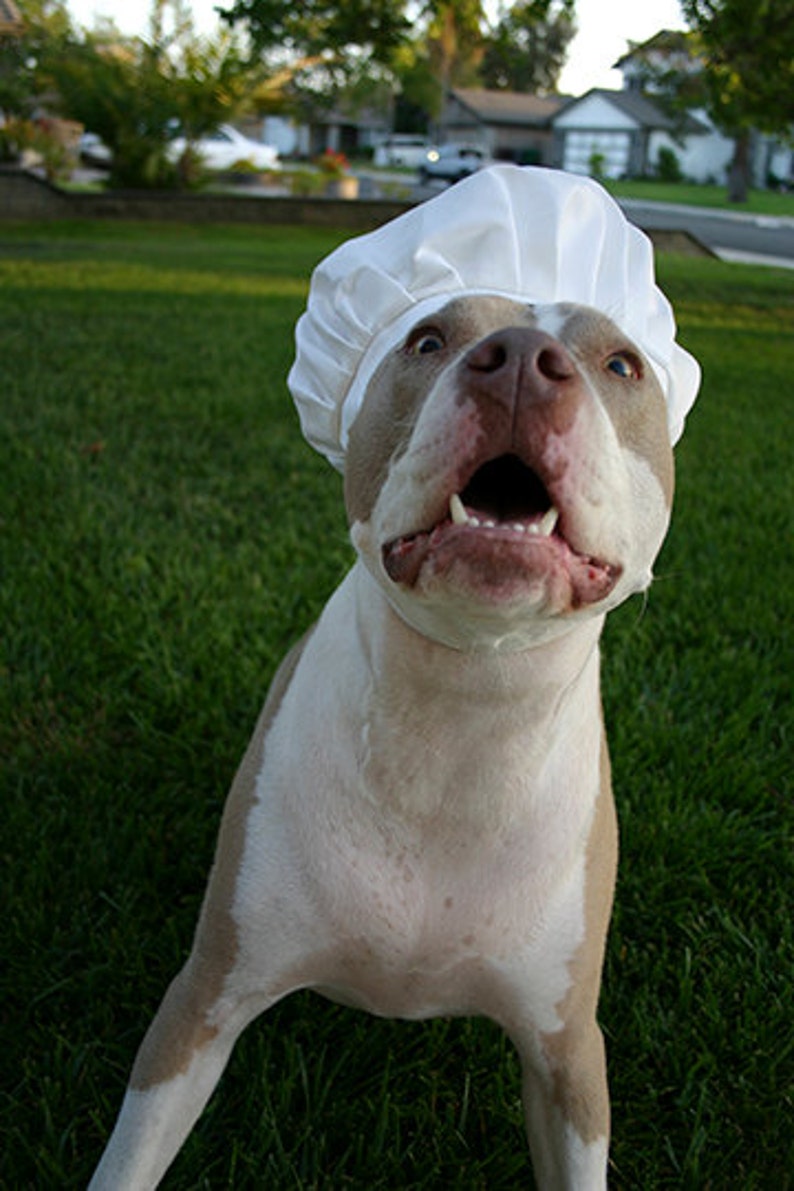 Chef Hat for Dogs, Dog Costume, Hats for dogs, Dog Hat image 10