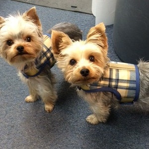 Preppy Dog Harness Etsy UK