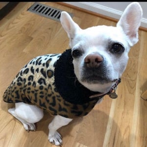 May include: A white dog wearing a brown and black leopard print fleece dog sweater. The dog is sitting on a wooden floor.
