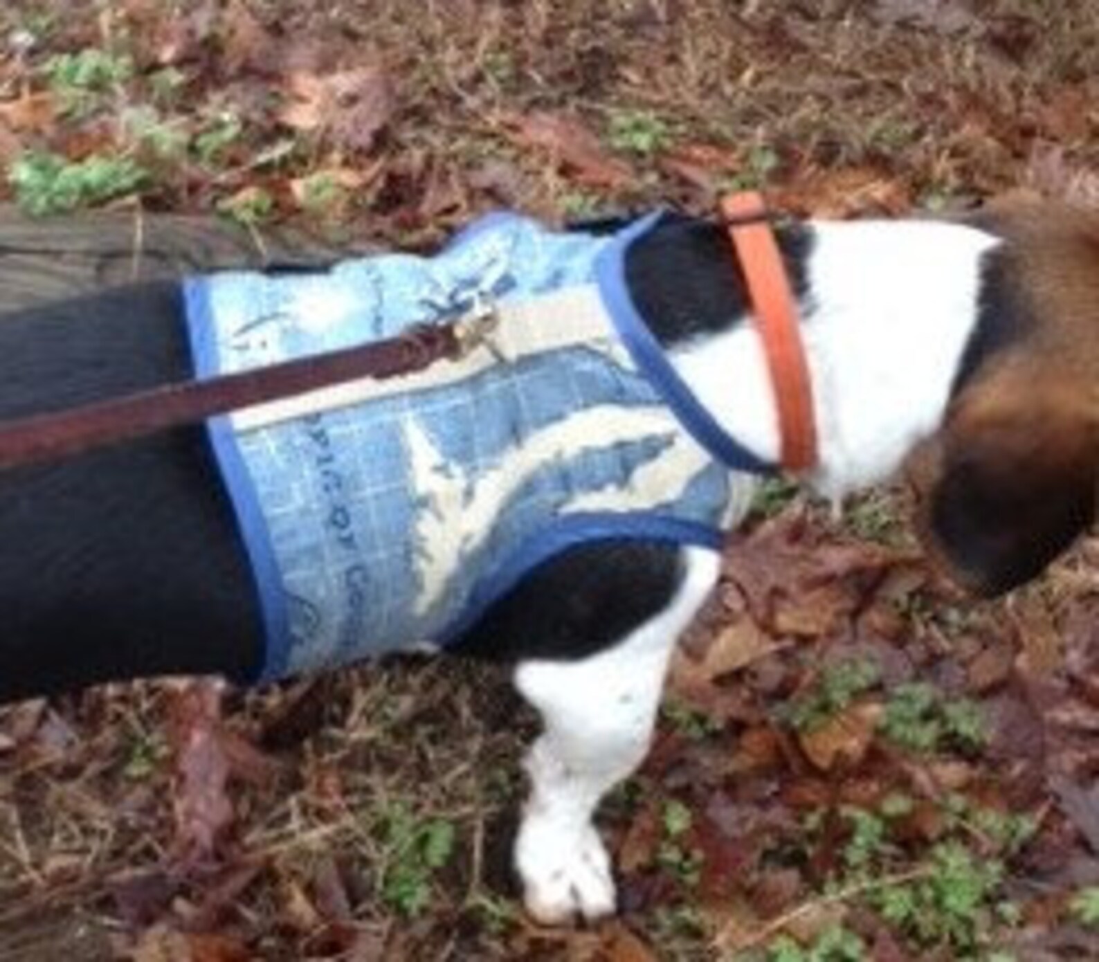 Saltwater sport Print Small Dog Harness Marlin saltwater Etsy