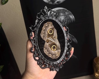 Alas de mariposa de búho auténticas en un mini marco de cristal vintage / Fondo de terciopelo negro