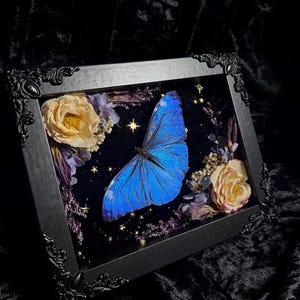 May include: A rectangular black ornate frame containing a vibrant blue butterfly specimen centered on a dark background. The display is decorated with dried cream-colored roses, purple floral accents, and small gold star-shaped embellishments.