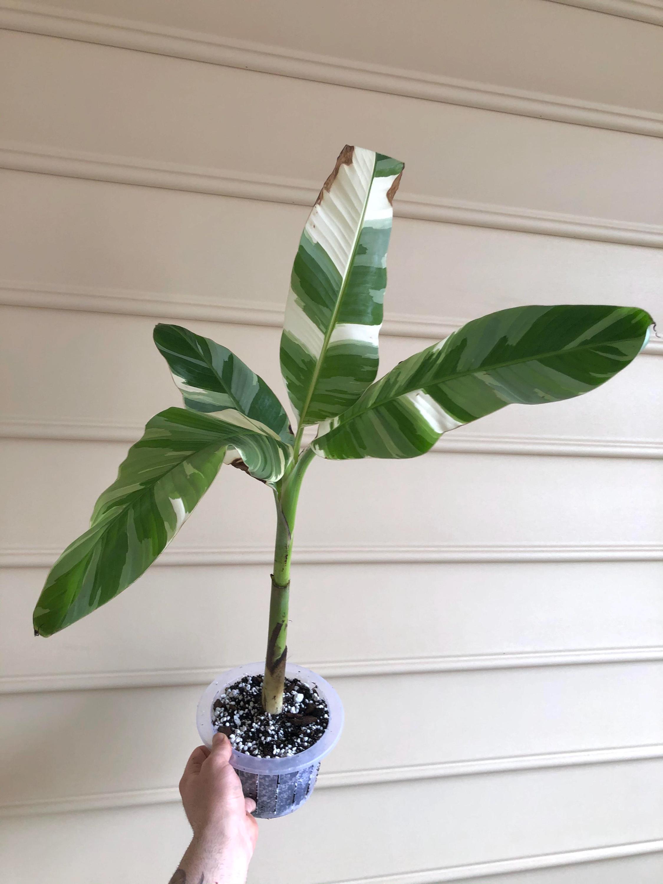 【速達】Musa aeae ムサアエアエ美斑 Amazon｜斑入りバナナ ムサ アエアエ(Musa Aeae) 斑入りバナナ