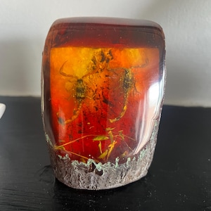 Puede incluir: Un bloque de resina pulido y translúcido de color ámbar que contiene dos escorpiones preservados y pequeños fragmentos de plantas. El objeto presenta una sección superior lisa y brillante y una base texturizada, rugosa y similar a la corteza en un tono gris oscuro.