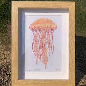 Può includere: Un'illustrazione incorniciata di una medusa Pacific Sea Nettle con una campana rosa e arancione e lunghi tentacoli sottili e rossi. L'illustrazione è firmata "AHS" in basso a destra.