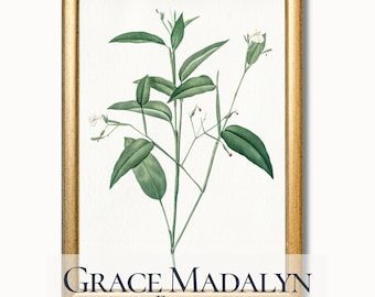 Botanical Leaf Illustration Print: Vintage Green Plant Art (Digital Download)