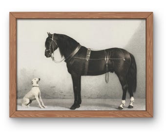 Vintage Horse and Dog Print | Equestrian Sighthound Art (Digital Download)