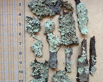 Corteza de árbol cubierta de líquenes: material de artesanía de bosques naturales para jardines de hadas, terrarios, manualidades naturales, 10 piezas de 1 a 4 pulgadas