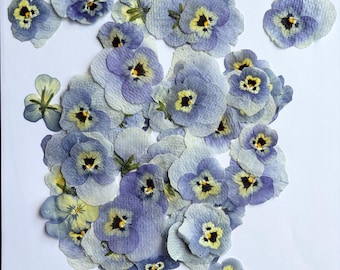 10 Pressed dried pansies | Real dried flowers | For resin, crafting, candle making, scrapbooking, floral art | Natiral pressed flowers