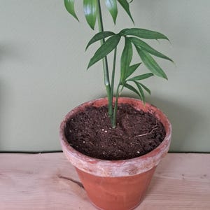 Monstera