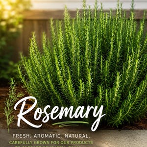 May include: A vibrant green rosemary plant with needle-like leaves. The image features white text that reads: Rosemary, FRESH. AROMATIC. NATURAL. CAREFULLY GROWN FOR OUR PRODUCTS TO SUPPORT YOUR WELL-BEING, along with a small heart and leaf graphic.