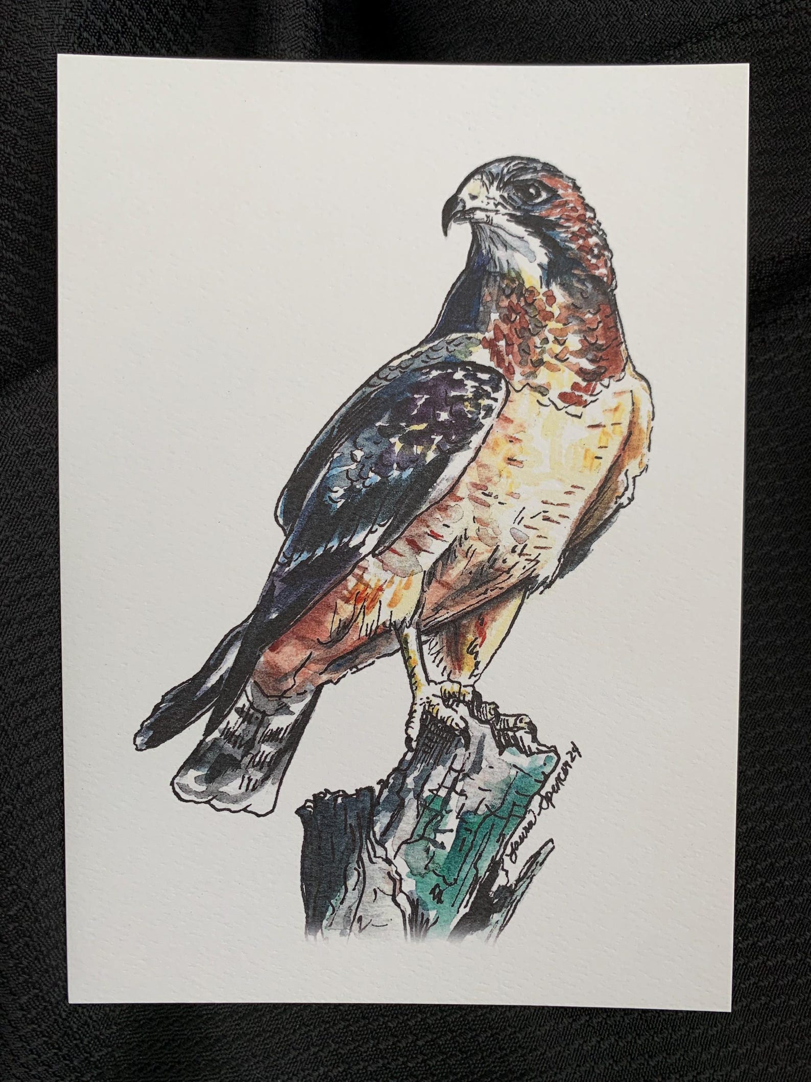 Hawk Rip Print Swainson's Hawk Watercolor Print - Etsy