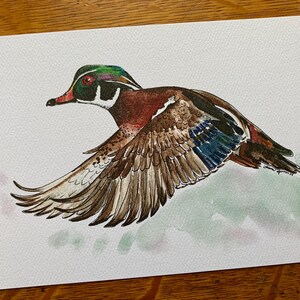 Wood Duck Watercolor Print
