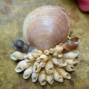 Gathered Shells Handmade Vintage 70s Brooch