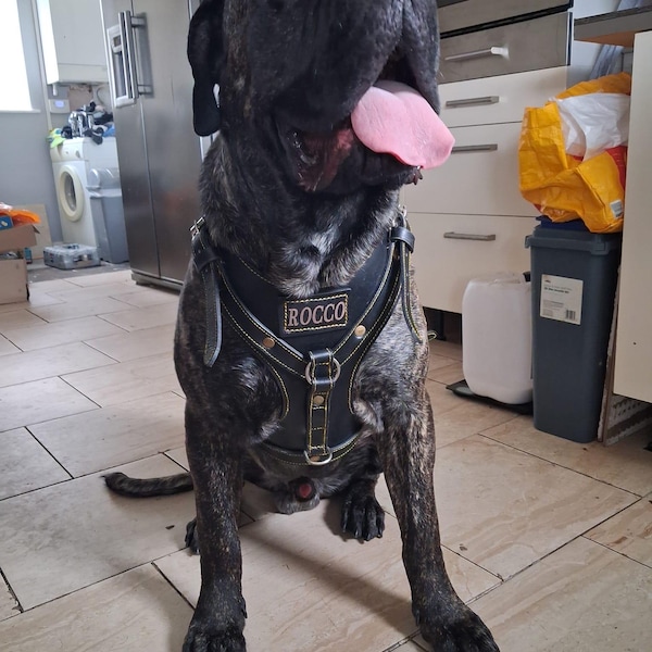 Personalized Full Grain Leather Dog Harness | Handmade for Large Breeds