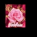 Pink Rose