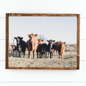 Red en Black Angus vintage ingelijste foto van vee