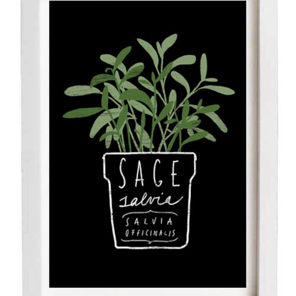 Sage Salvia Herb Mediterranean Green Kitchen Art Print  11"x15" - archival fine art giclée print