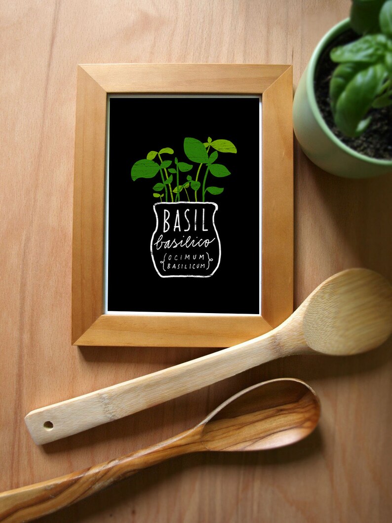 Basil Herb Mediterranean Green Kitchen Art Print 11x15 archival fine art giclée print image 3