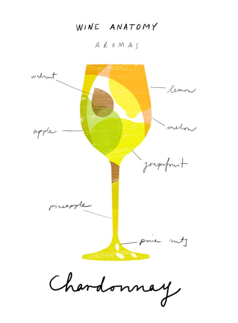 Art for wine lovers Wine Anatomy print Chardonnay Illustration 11x15 archival fine art giclée print image 2