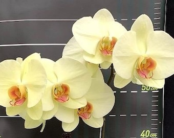［洋蘭原種］Phal. celebensis yellow 洋蘭原種］Phal. celebensis yellow