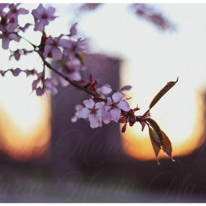 Druckbar | Eine Postkarte mit Sakura-Blüten – die perfekte Art, Frühlingsgrüße und Freude zu versenden.