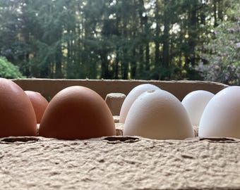 Blown Chicken Eggs: Natural White & Brown - Crafts, Painting, Decoration