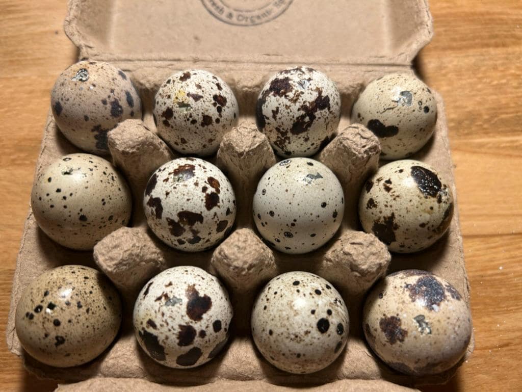 Blown Quail Eggs: One-Hole Craft Eggs, Spring Decor (12 Pack)