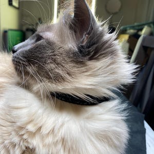 K&ouml;nnte beinhalten: Nahaufnahme einer Katze mit langem, hellfarbenem Fell und einem schwarzen Halsband. Das Gesicht der Katze ist eine Mischung aus Grau und Hellbraun, mit langen Schnurrhaaren. Die Katze blickt nach links.