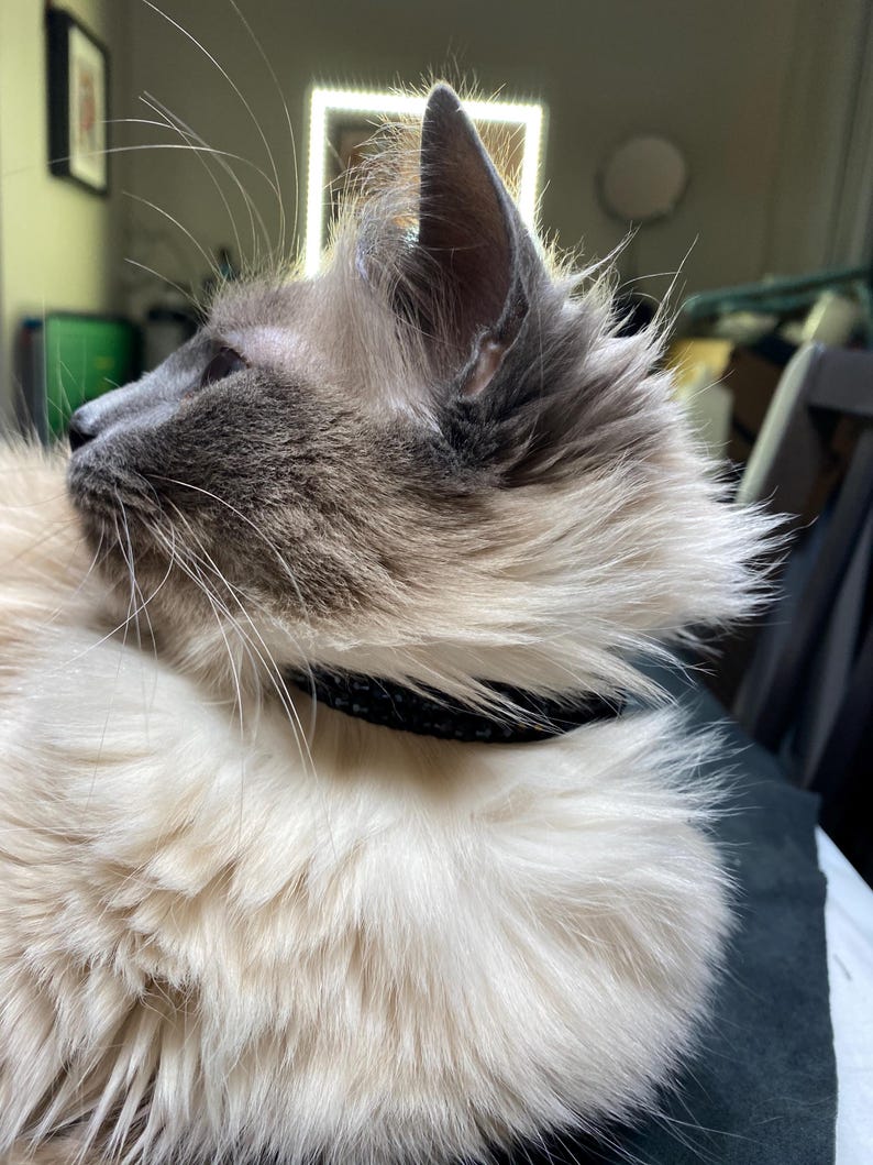 K&ouml;nnte beinhalten: Nahaufnahme einer Katze mit langem, hellfarbenem Fell und einem schwarzen Halsband. Das Gesicht der Katze ist eine Mischung aus Grau und Hellbraun, mit langen Schnurrhaaren. Die Katze blickt nach links.