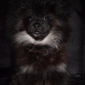 K&ouml;nnte beinhalten: Ein kleiner, flauschiger Hund mit schwarzem Fell, einer wei&szlig;en und braunen Brust und einem schwarzen Halsband. Der Hund hat einen neugierigen Ausdruck und schaut direkt in die Kamera. Der Hintergrund ist dunkel.