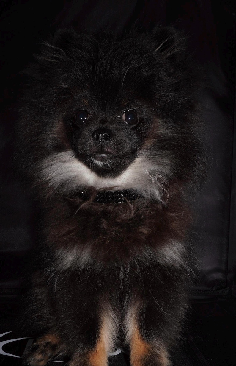 K&ouml;nnte beinhalten: Ein kleiner, flauschiger Hund mit schwarzem Fell, einer wei&szlig;en und braunen Brust und einem schwarzen Halsband. Der Hund hat einen neugierigen Ausdruck und schaut direkt in die Kamera. Der Hintergrund ist dunkel.