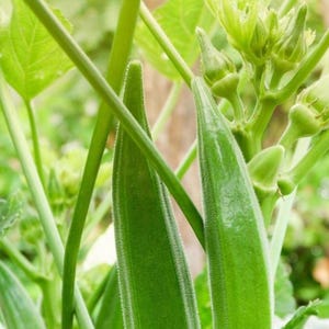 Organic Clemson Okra Seeds - Heirloom, Non-GMO, Chemical-Free, Bountiful Yield, Grown in USA, Okro seed, Okra Seeds. 30/packet.