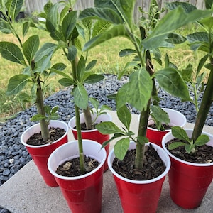 Organic Bitterleaf  propagated stems for planting | Olugbu | Onugbu | Veronia amygdalina | bitter leaf | Bitter leaves, Ewuro, Shuwaka,Ndole