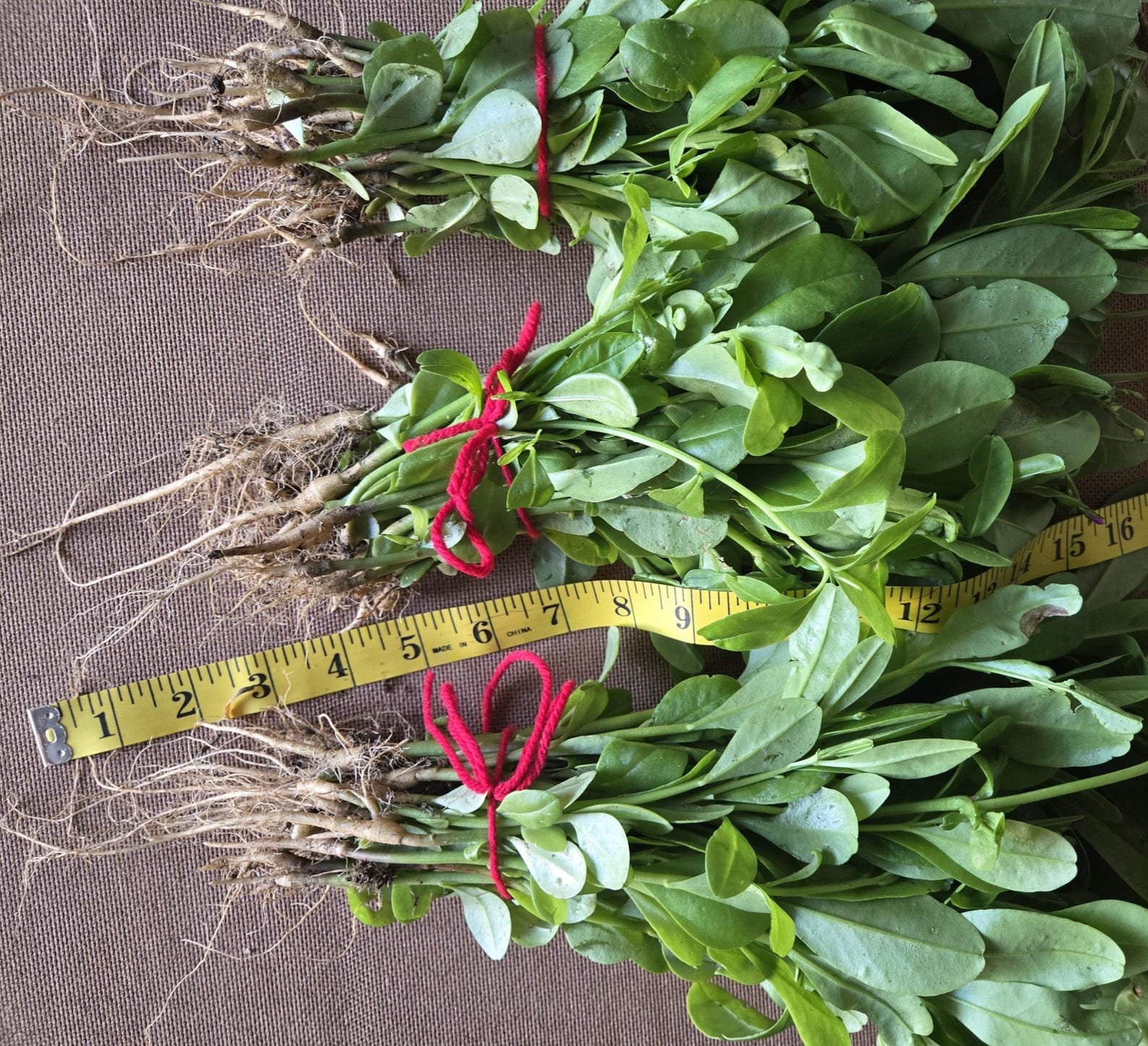 Gbure 30 Organic Waterleaf Seedlings: Jewels of Opar, Edible Greens, Surinam ...