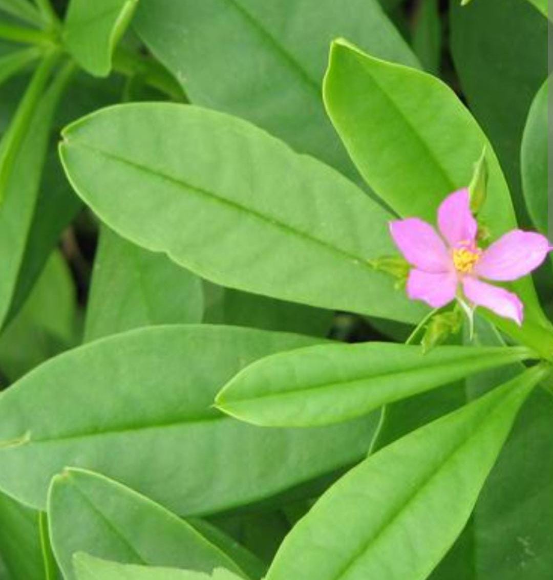 Gbure 100+ Organic Waterleaf Seeds, Heirloom, Non-gmo, Water Leaves ...