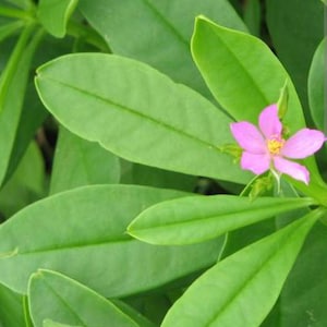 May include: Close-up of a plant with vibrant green leaves and a small, delicate pink flower with a yellow center. The leaves are oval-shaped and arranged around the flower, creating a natural, organic composition.