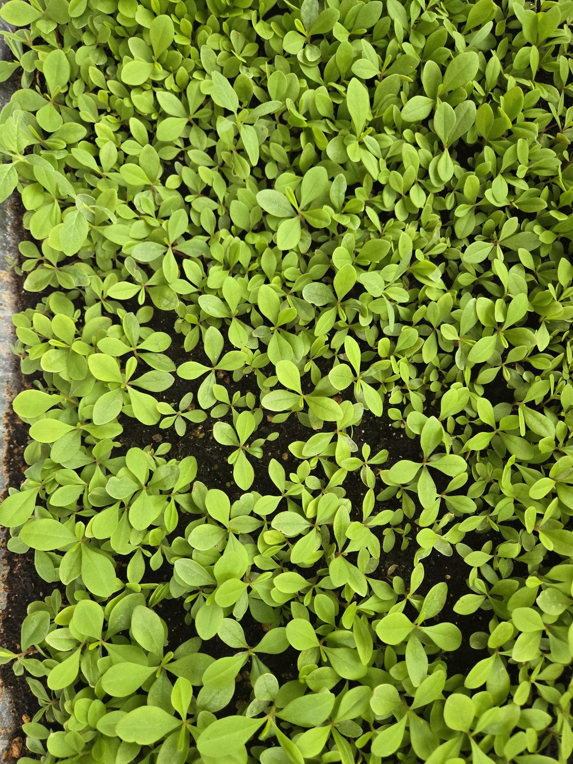Gbure 100+ Organic Waterleaf Seeds, Heirloom, Non-gmo, Water Leaves ...