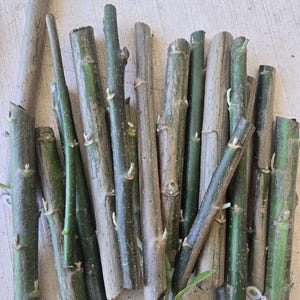 May include: A collection of cylindrical plant cuttings featuring smooth, green bark with visible nodes and small buds. The stems vary in thickness and length, with some showing a brownish, weathered texture. One cutting displays a small green leaf.