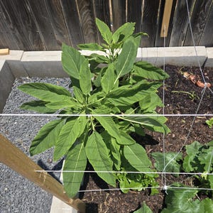 500 Seeds; Organic greens, Nigerian greens seeds , African spinach , efo tete , shoko, efo yanrin. Greens