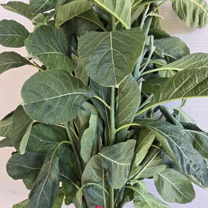 May include: A bundle of fresh green leaves with prominent veins and serrated edges, tied together at the base with a thin red string. The foliage is dense and layered, displaying various shades of deep and vibrant green throughout the stems.