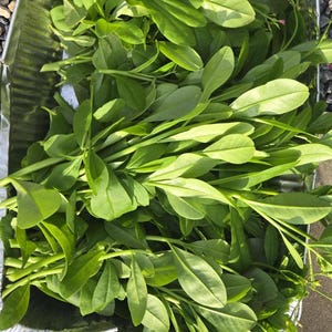 35 stems(1 bundle) Fresh Organic Waterleaf for cooking Jewels of Opar, Waterleaves, Talinum triangulare, Ceylon, Surinam, Philippine spinach