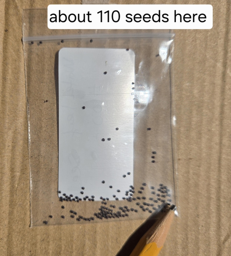 Gbure 100+ Organic Waterleaf Seeds, Heirloom, Non-gmo, Water Leaves ...