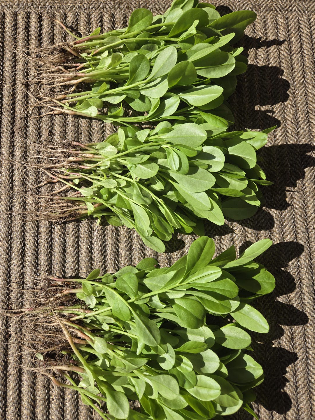 Gbure 30 Organic Waterleaf Seedlings: Jewels of Opar, Edible Greens, Surinam ...