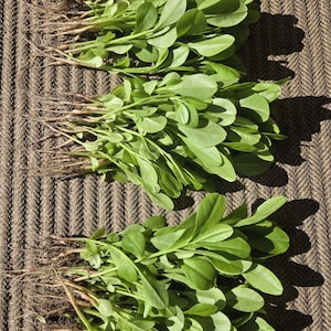 May include: Three bunches of fresh, green sorrel with visible roots. The leaves are oval-shaped and a vibrant green color. The sorrel is arranged on a brown, textured surface, with shadows cast by the sunlight.