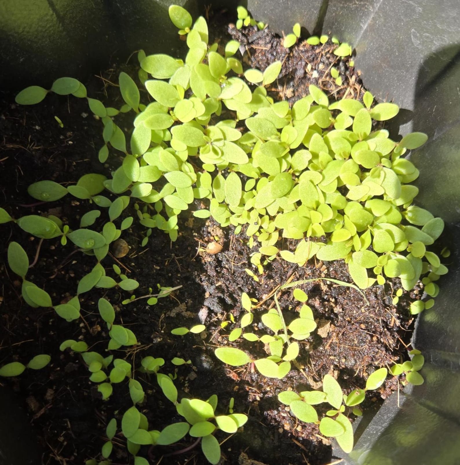 Gbure 100+ Organic Waterleaf Seeds, Heirloom, Non-gmo, Water Leaves ...