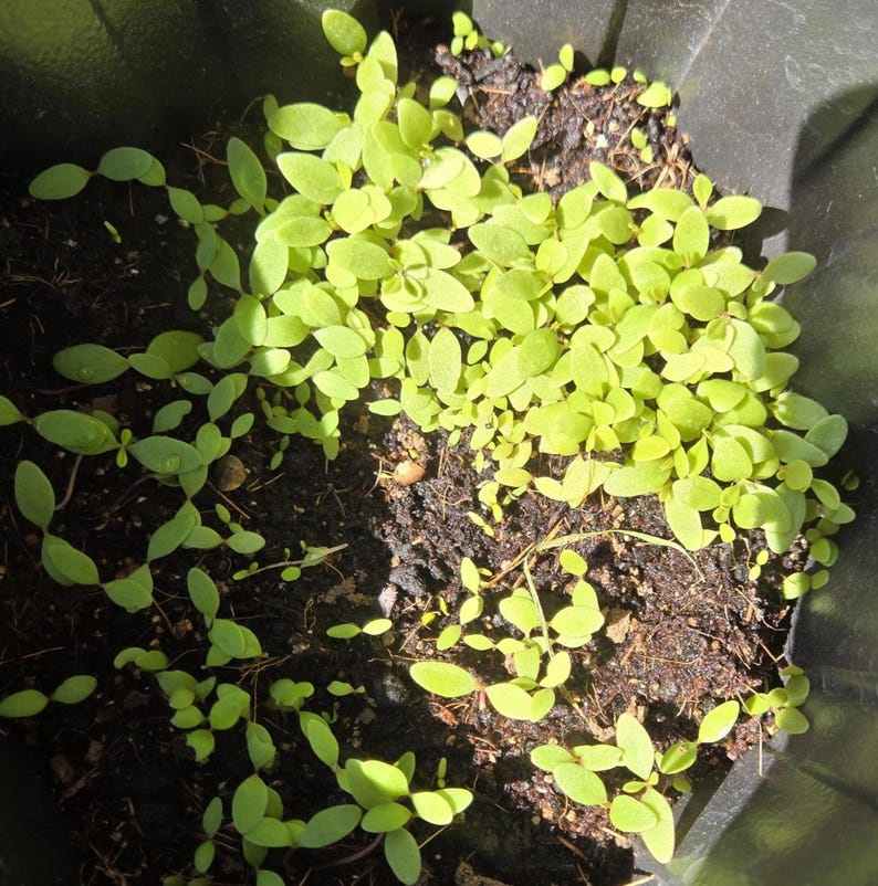 Gbure 100+ Organic Waterleaf Seeds, Heirloom, Non-gmo, Water Leaves ...