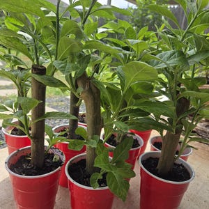 May include: A collection of six young plants with thick, woody brown stems and vibrant green leaves, each potted in a red plastic cup filled with dark soil. The plants are arranged in a cluster, showing multiple stems and lush foliage growth.